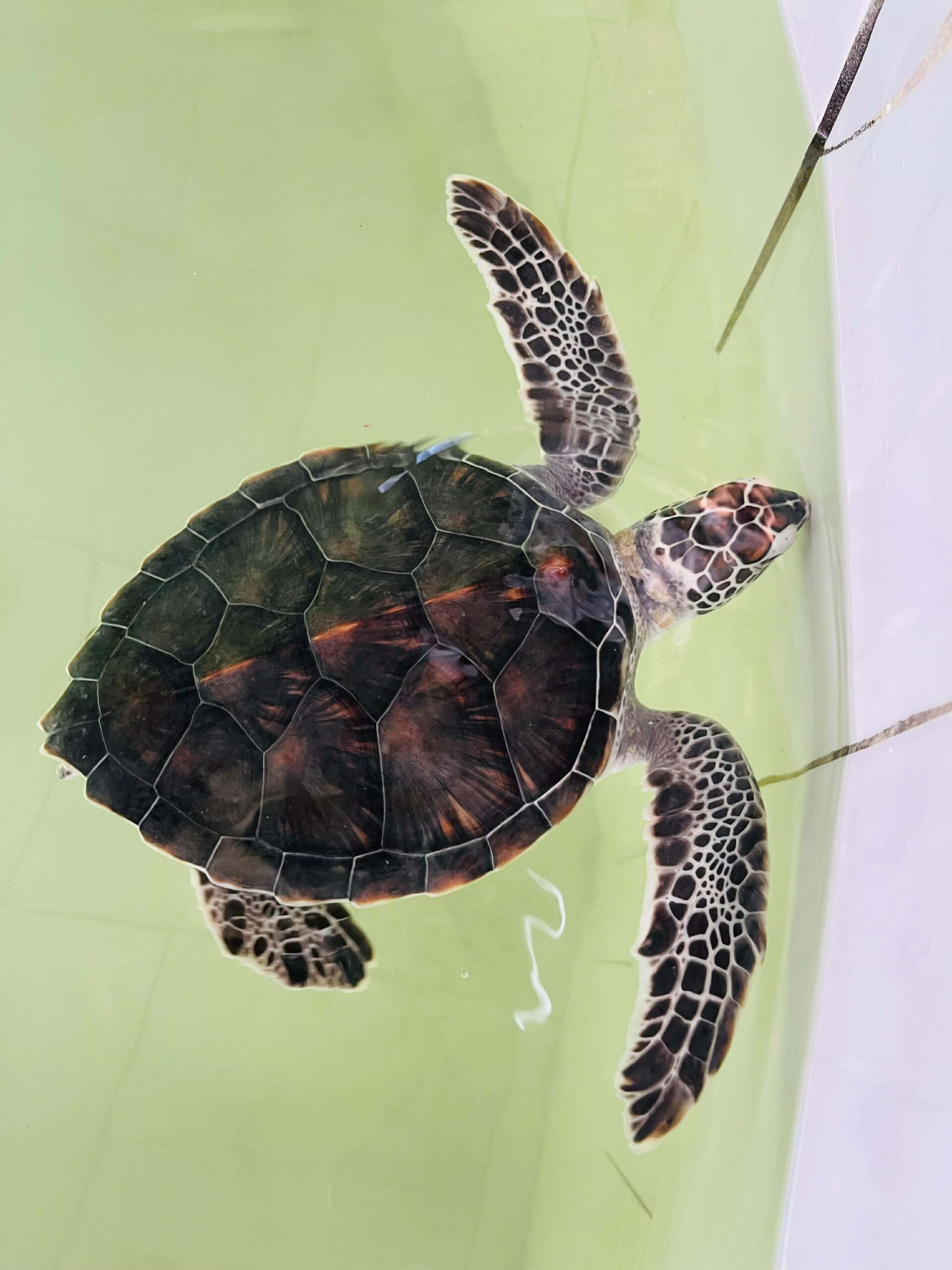 Reggae party & sköldpaddsfarm